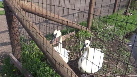 Local Zoo Swans Share Dating Secret