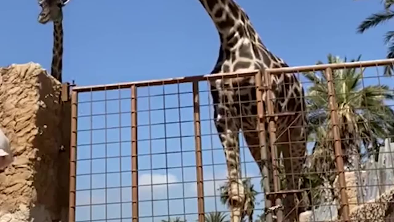 🤯🐒 Feeding a Giraffe Goes Hilariously Wrong! | FunFM