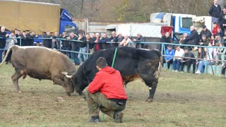 Lugo od Tukića vs Peran od Avdibašića Zimča 2025