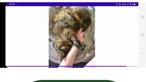Student Work (lab) | CST2335 Lab 6 output|Android TV Cat Image App Using AsyncTask|Algonquin College