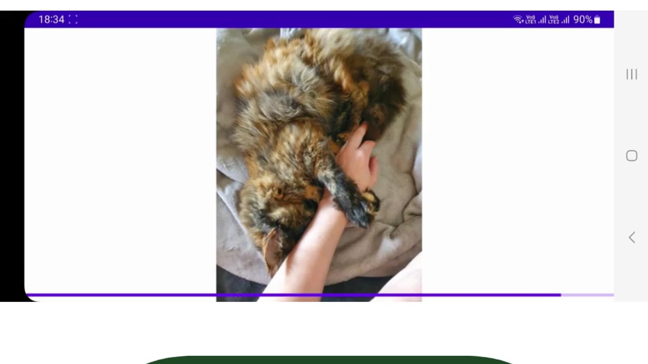 Student Work (lab) | CST2335 Lab 6 output|Android TV Cat Image App Using AsyncTask|Algonquin College