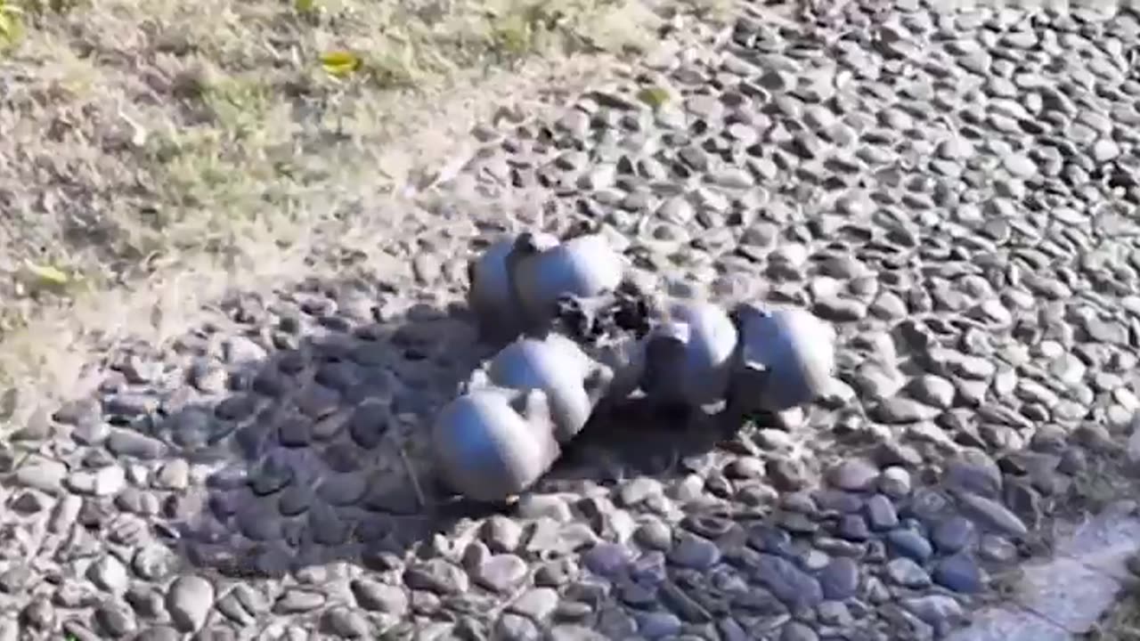 Robotic snails developed by engineers at the Chinese University of Hong Kong