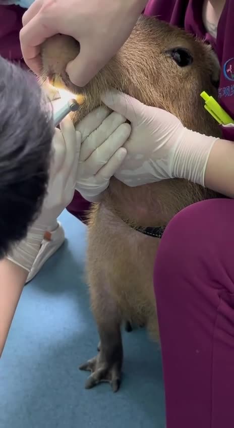 Trying to be brave at the dentist
