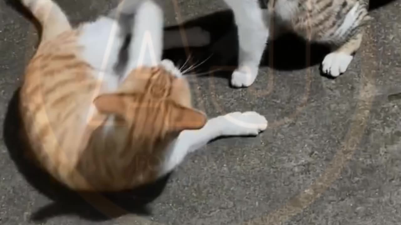 Funny video