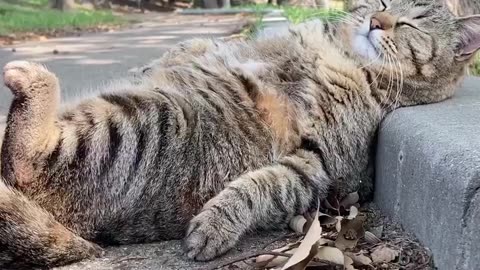 😽 Chilin'