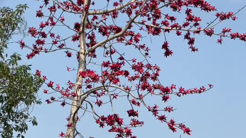 4 seasons in Vietnam - Summer