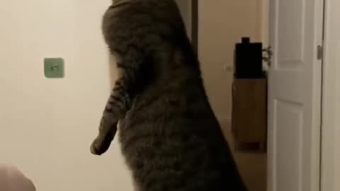 "Funniest Dogs & Cats That Will Make Your Day 😂🐶🐱"