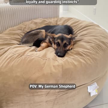 Get a dog they said...