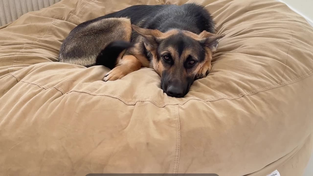 Get a dog they said...
