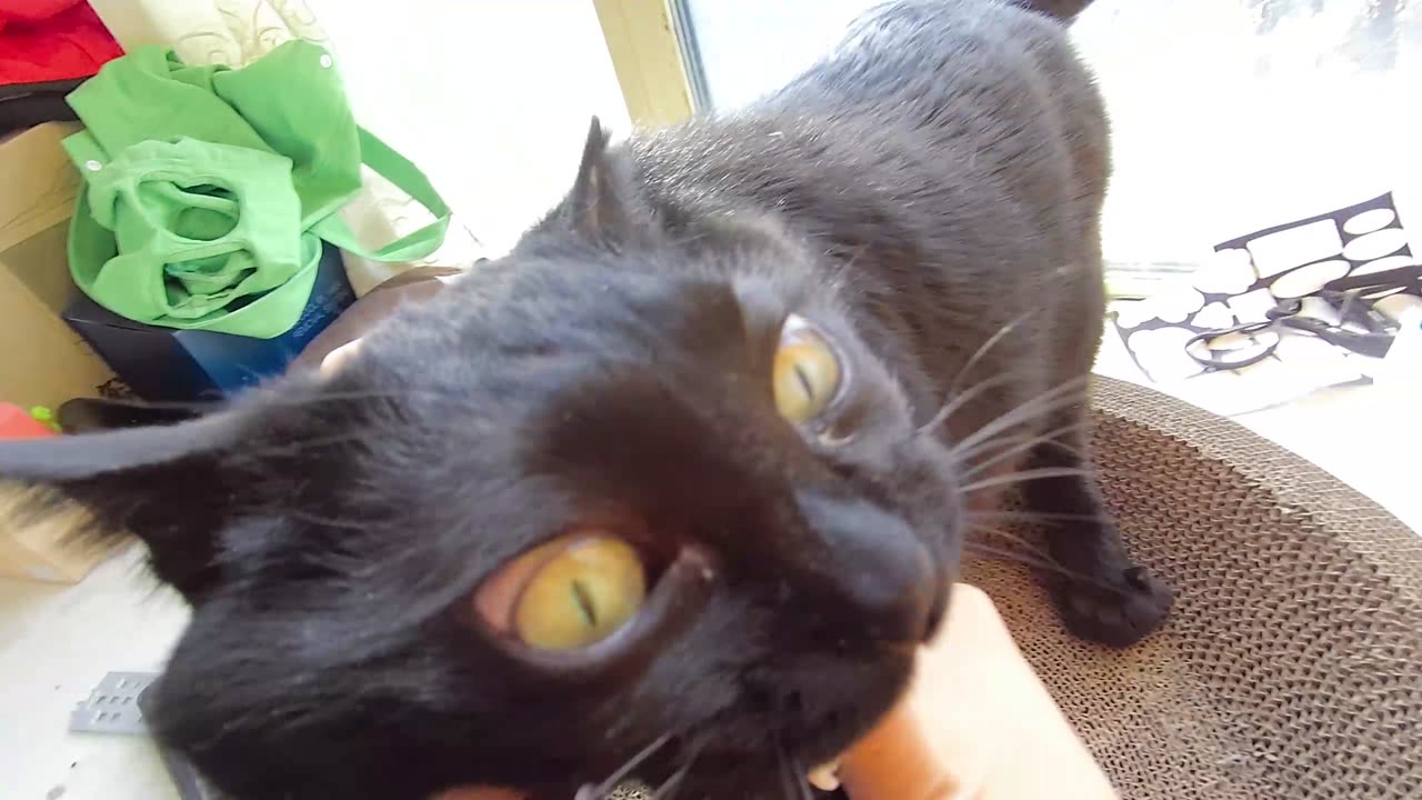 My pet cat vlog, his name is Heihei, 04/04, 2025, He is really enjoy it， #catvideo #asmr