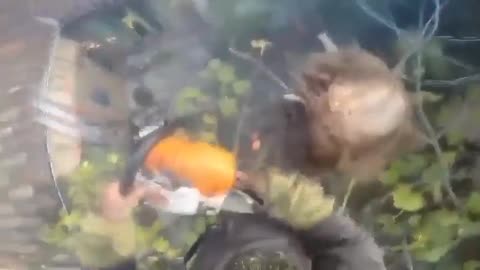 Trimming a palm tree with a chainsaw doesn’t goes as planned