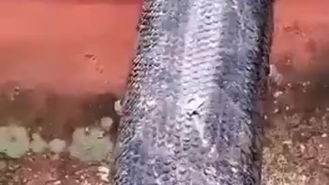 A reticulated python found in Southeast Asia