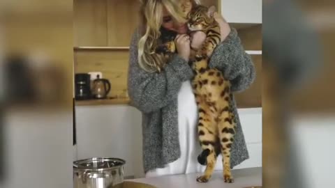Cute cats and kittens play together!