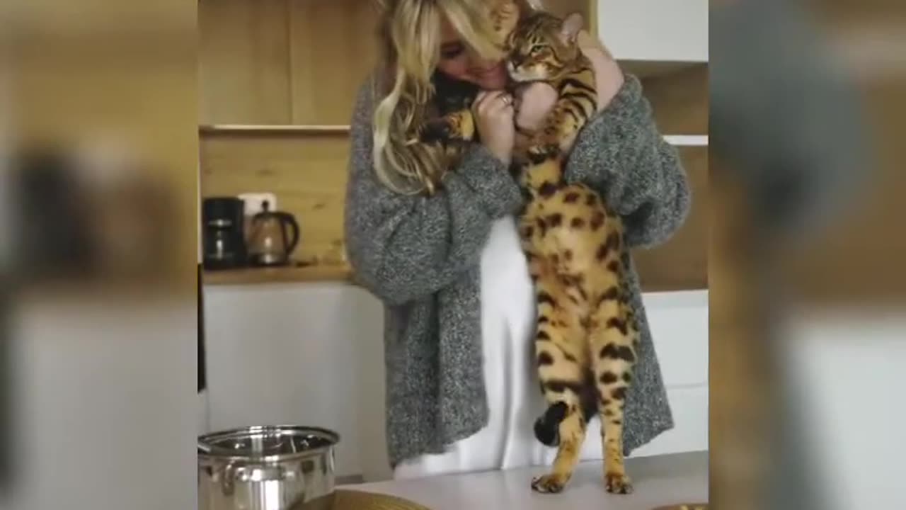 Cute cats and kittens play together!