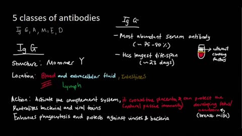 Classes of Antibody - Ig G