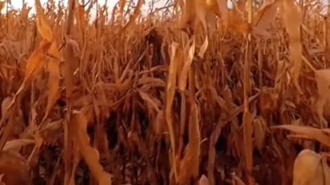 😱👻 OMG What Is That?! Ghostly Figure | TheHauntingHour