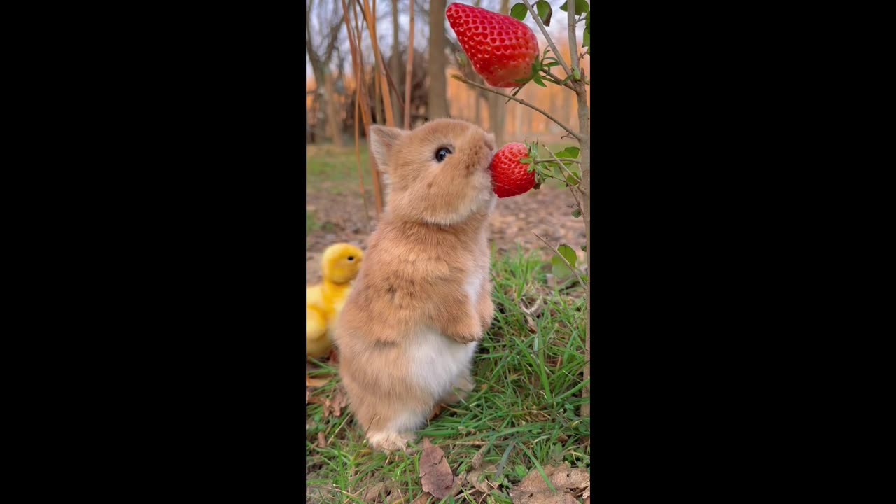 Cute bunny rabbit