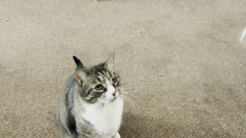 Cat & BUBBLES