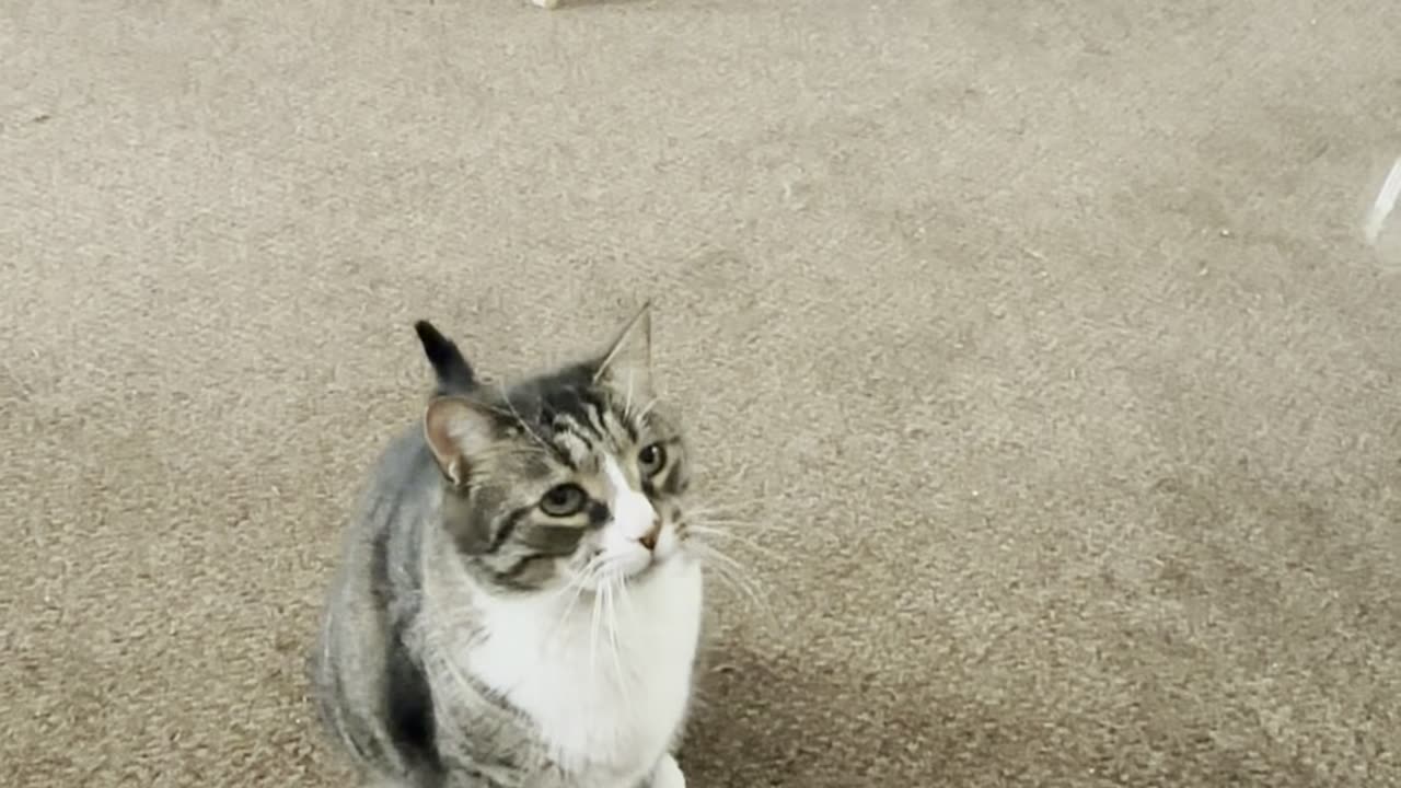 Cat & BUBBLES