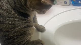 😂🐶 Pepper's First Sink Discovery! | FunFM