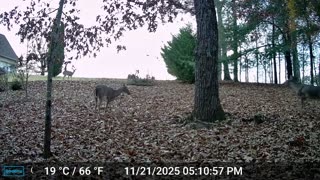 The Woods – 11/22/2025