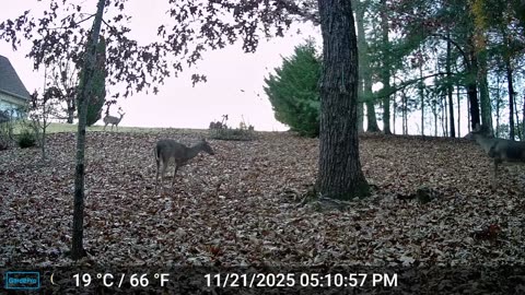 The Woods – 11/22/2025