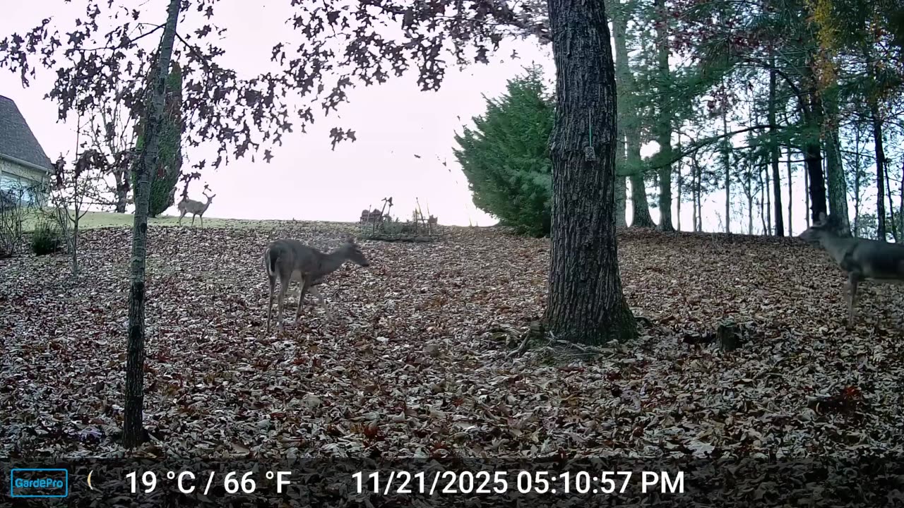 The Woods – 11/22/2025