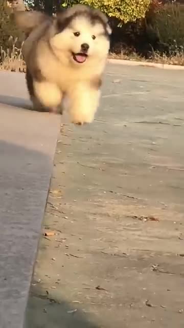 Funny cute puppies falling down