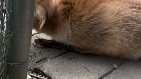 what did the fox say