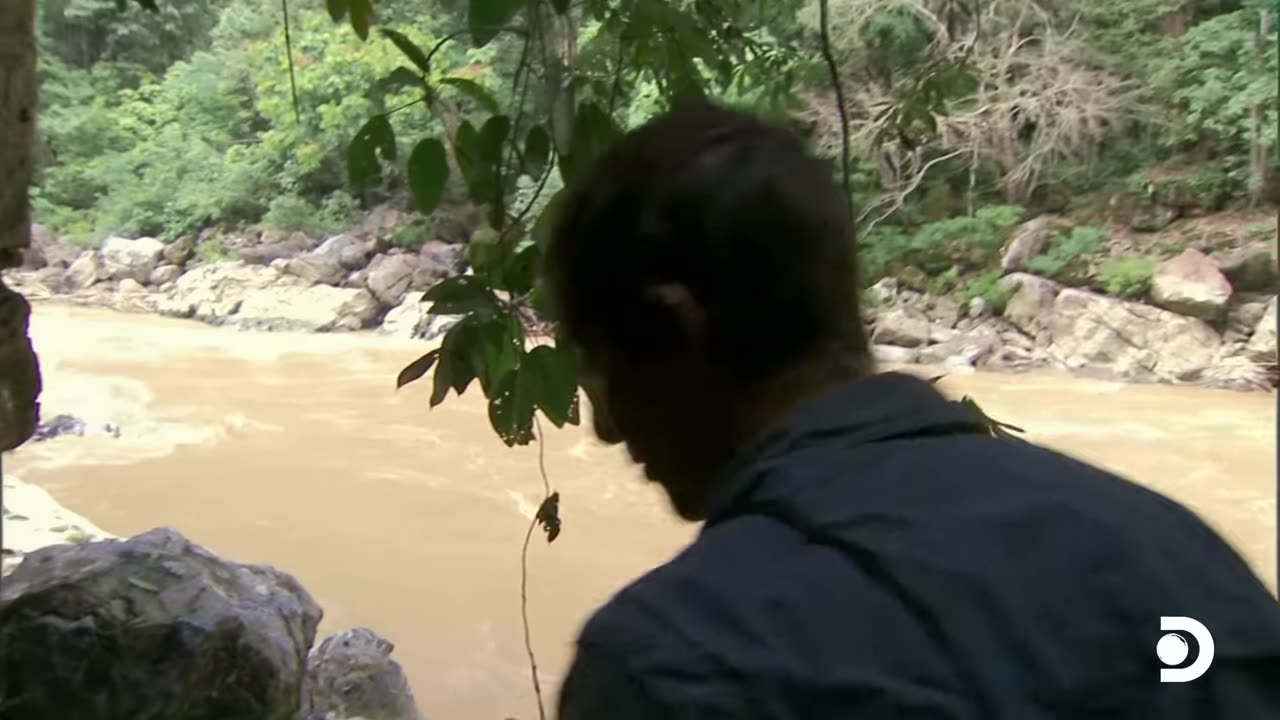 Bear gills in Panama jungle