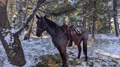 "Make Hunting Great Again"... 2024 Friend's Elk hunt in Idaho (sorry about the crappy, blurred vid)