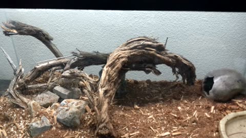 Western Fence Lizard (care project)