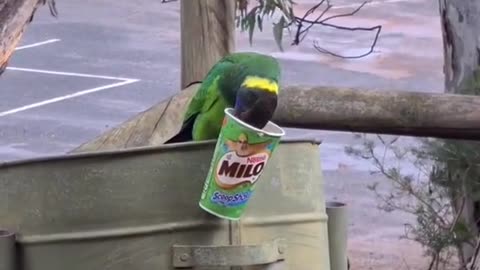 Welcome to Australia 🇦🇺