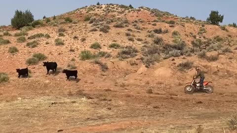 Just chasing some cows. cartercountrymeats.com