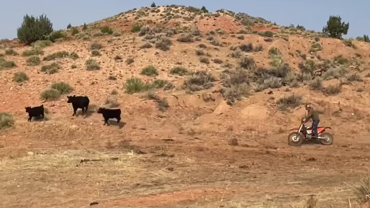 Just chasing some cows. cartercountrymeats.com