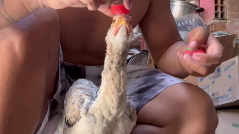 Balancing Bottle Caps on a Chicken's Head