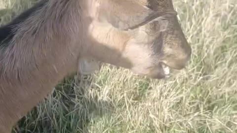 Introducing our goats!!