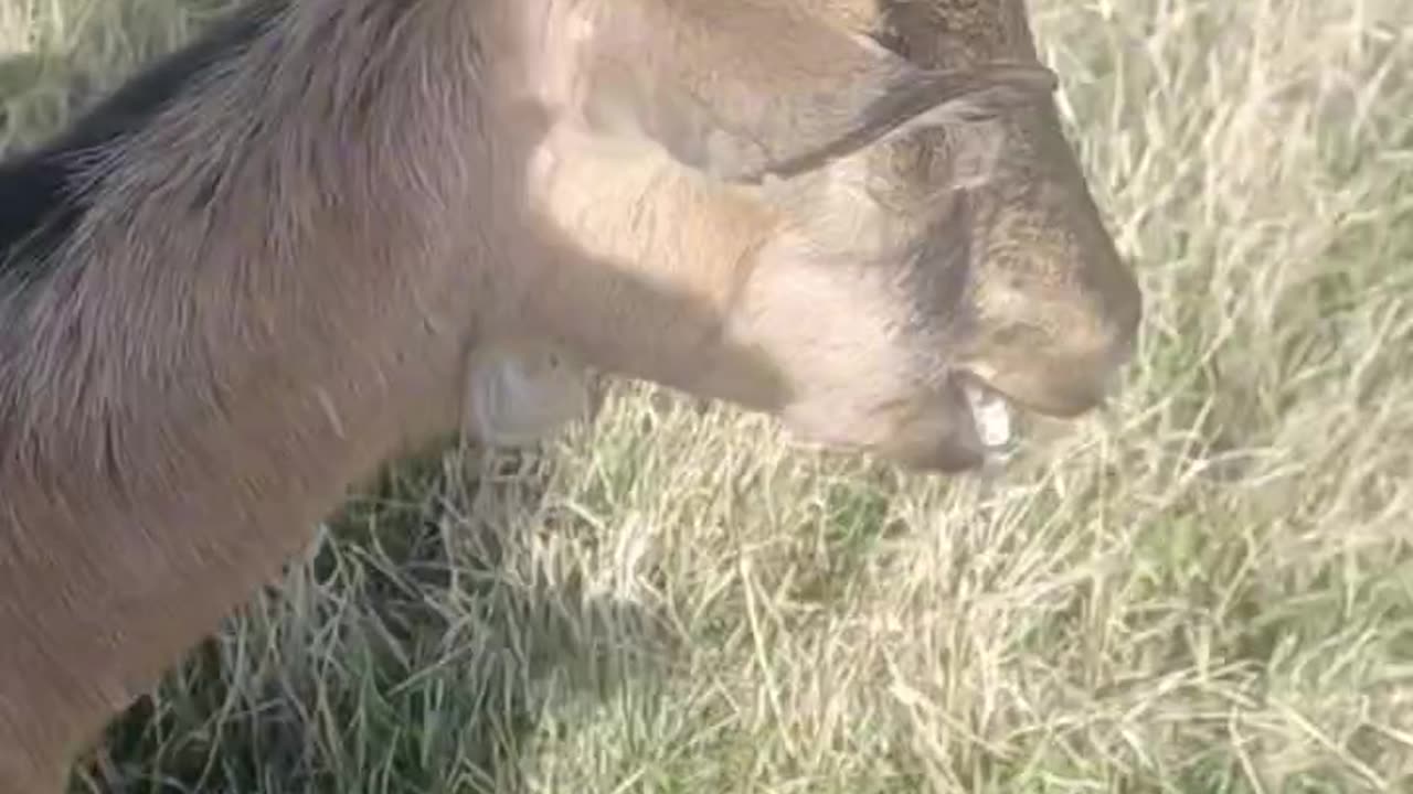 Introducing our goats!!