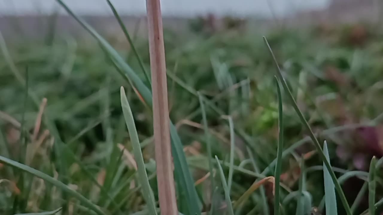 Whisper of the Wind, Dance of Memories