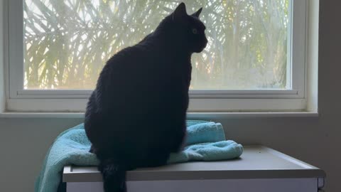 Cute Precious Piper is Trying to Relax in Her Spa - My Adopted Shelter Cat Vlog