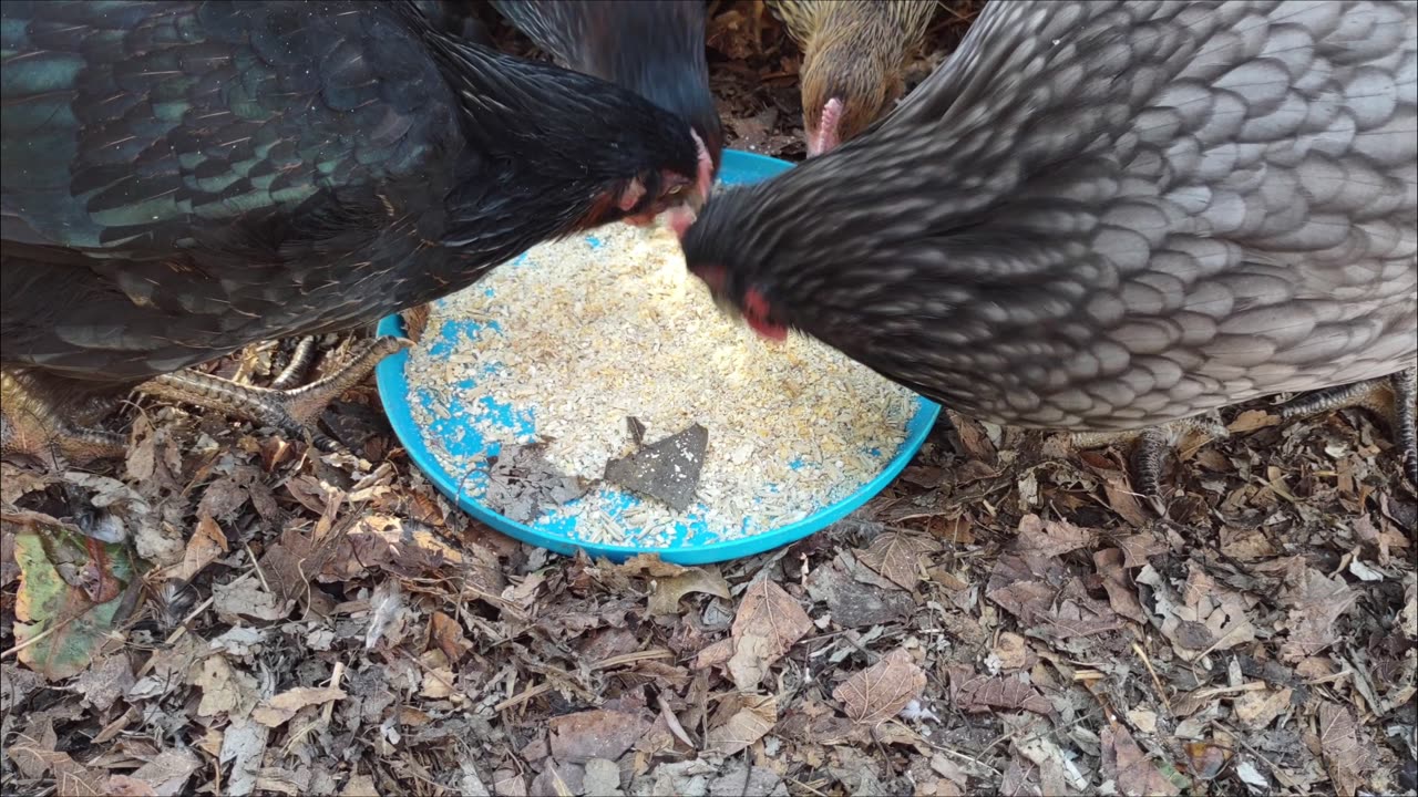 My three chicken flocks of pullets (young female chickens, not laying yet).