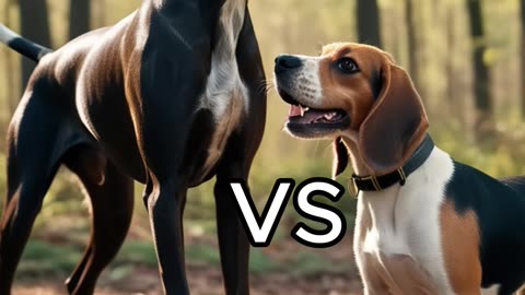Rottweiler Puppy vs Pitbull puppy