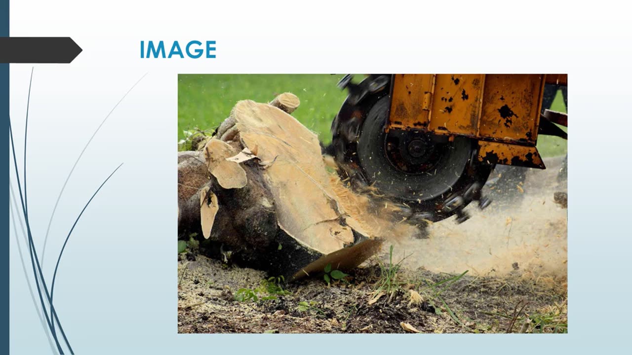 Best stump removal in Streetsville