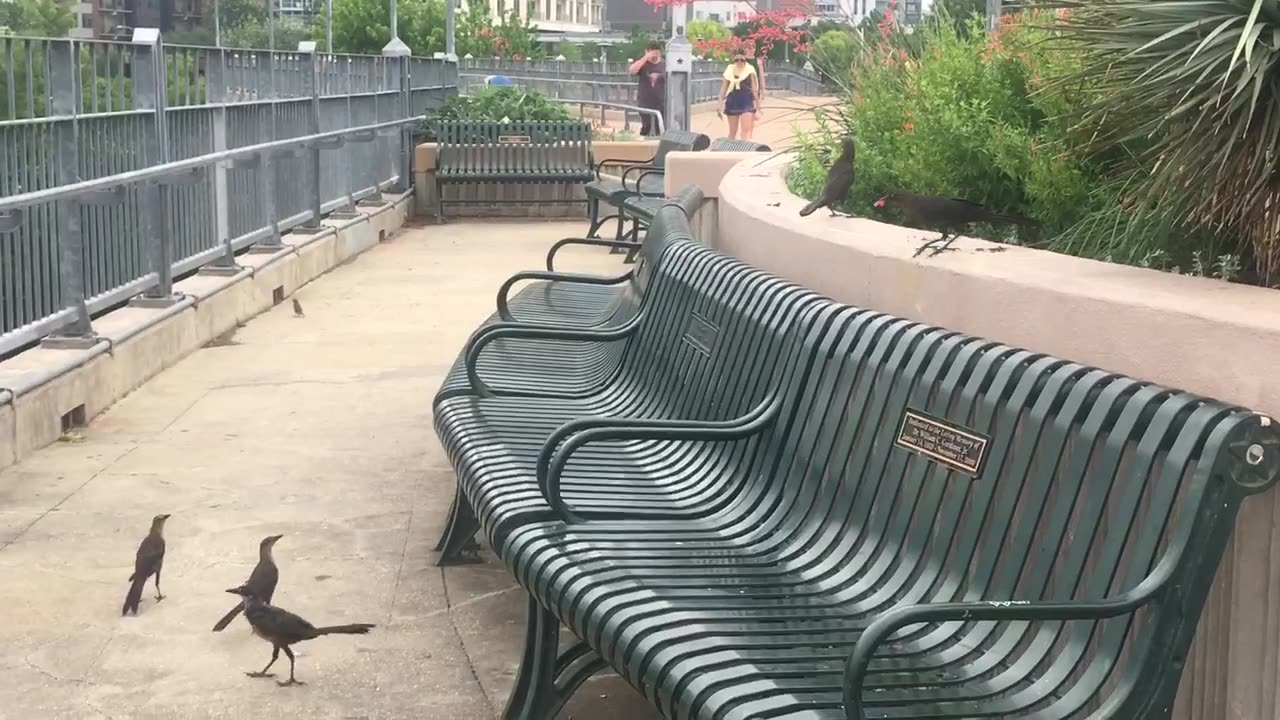 SO NICE, mother birds place ginger into one baby's mouth