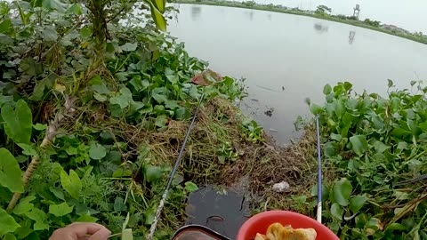 Trout Nymph Fishing in Stream Undercuts