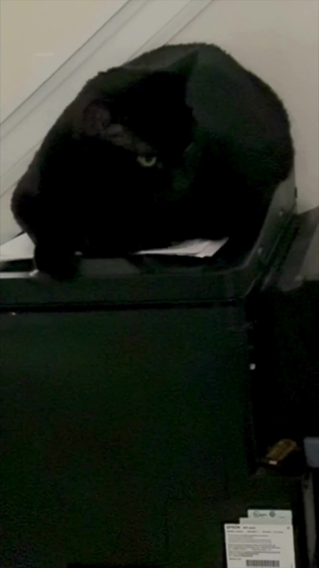 Cute Precious Piper is the Perfect Office Decoration - My Adopted Shelter Cat Vlog #shorts