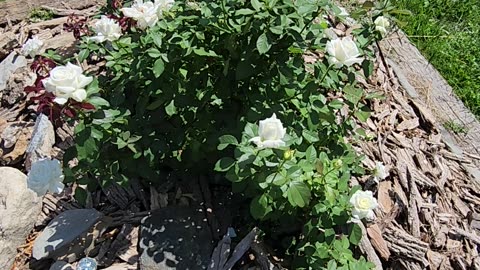 30 minutes of Pope John Paul II Hybrid Tea Rose Venue,