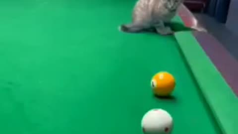 Funny videos of cat 🐈