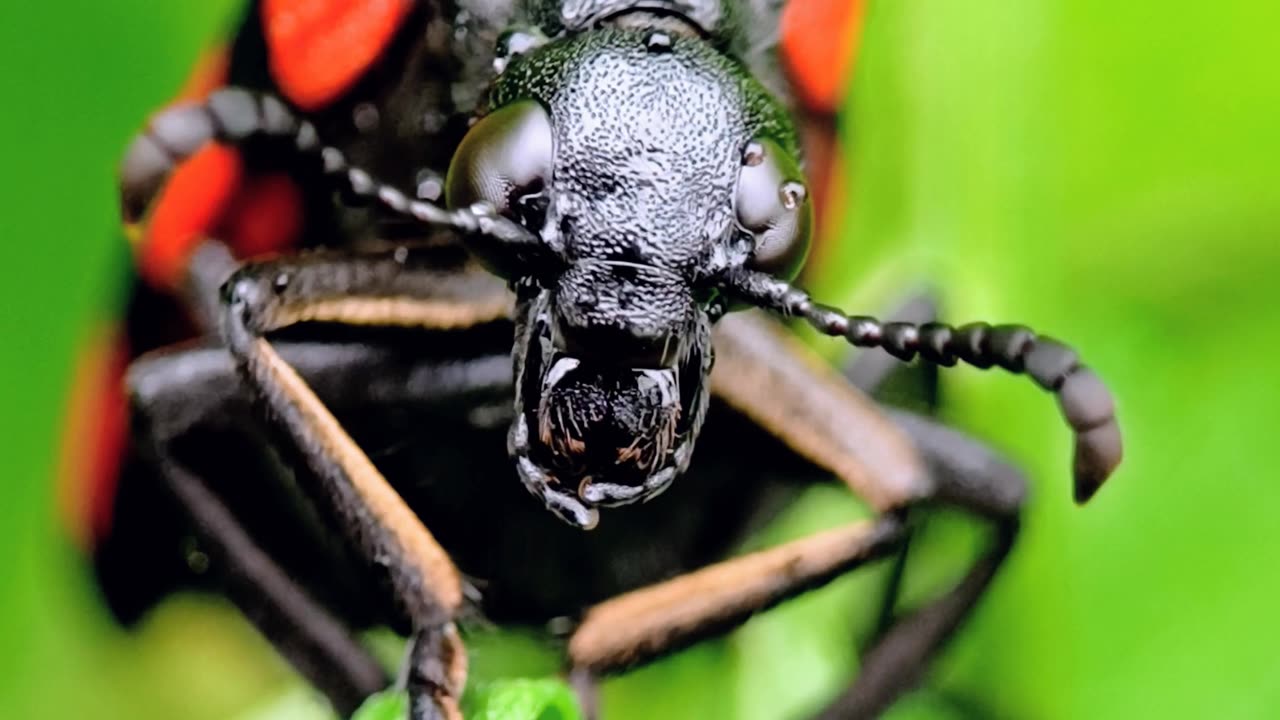 The Nature's Creation