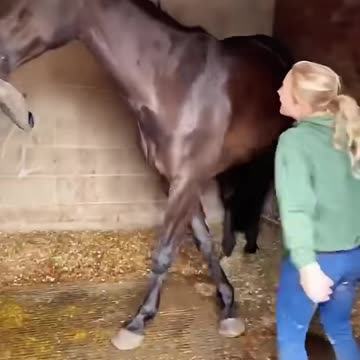 Funny horse🐎#funny #fyp #pets #foryou #pov #fypシ #pet